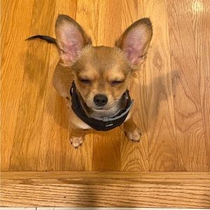 Meet your Posher, Addison